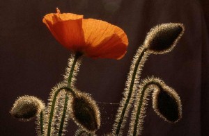 Orange Poppy